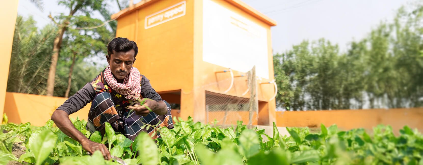 A man wearing a scarf around his neck and patterned clothing tends to a leafy green vegetable garden. Behind him is a bright orange building with a water system, surrounded by trees and greenery.